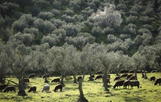 Corderos pastando en el entorno de La Montaña de Cáceres